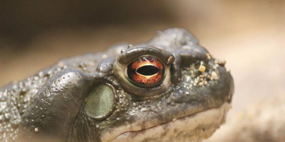 Veneno del sapo del Desierto de Sonora podría ofrecer nueva esperanza