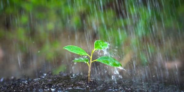 Cómo se llama el olor a lluvia