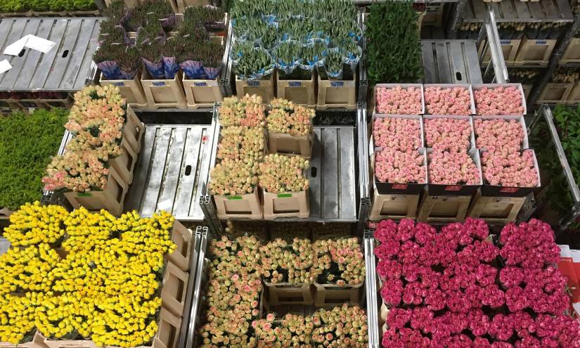 La Exportaci N De Flores Ecuatorianas Aument En Un Por El D A De La