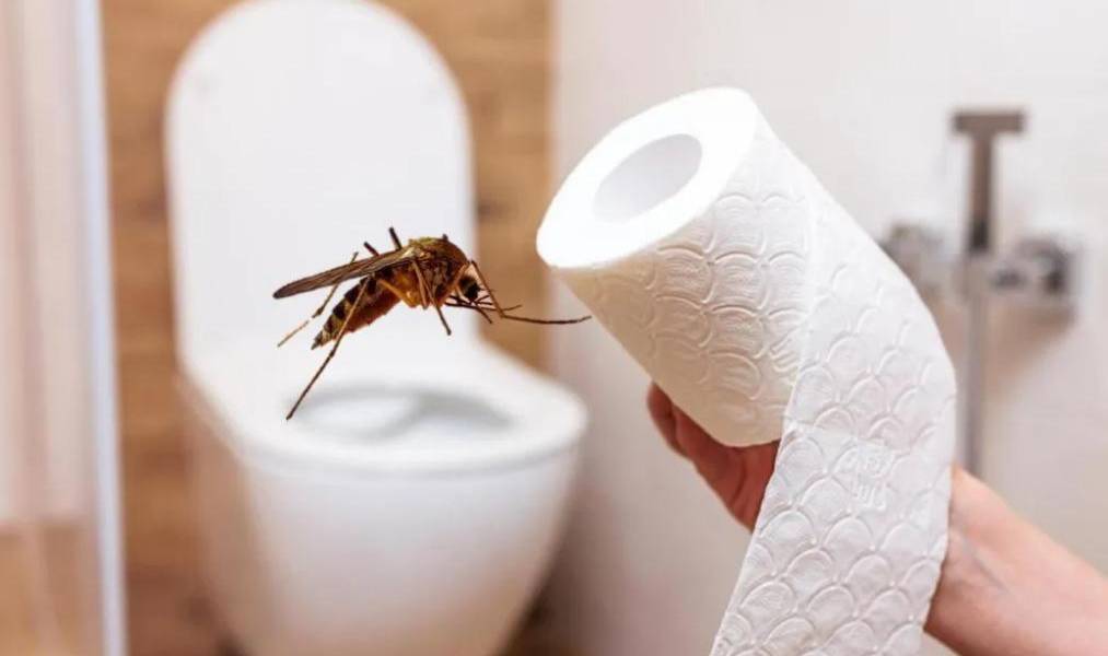 Así puedes eliminar a los mosquitos de tu casa con papel higiénico