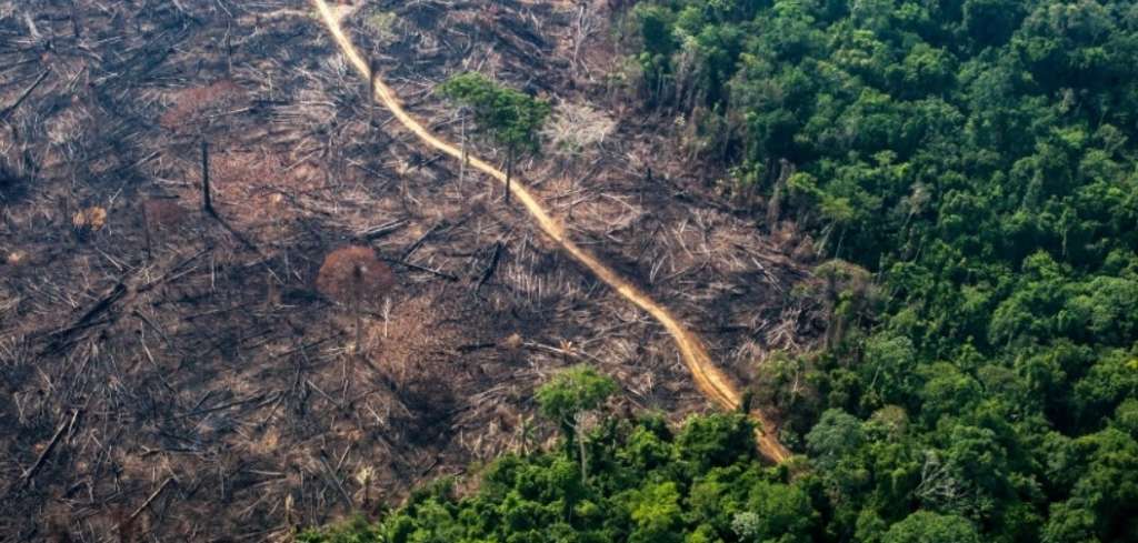 La deforestación se redujo fuertemente en Sudamérica