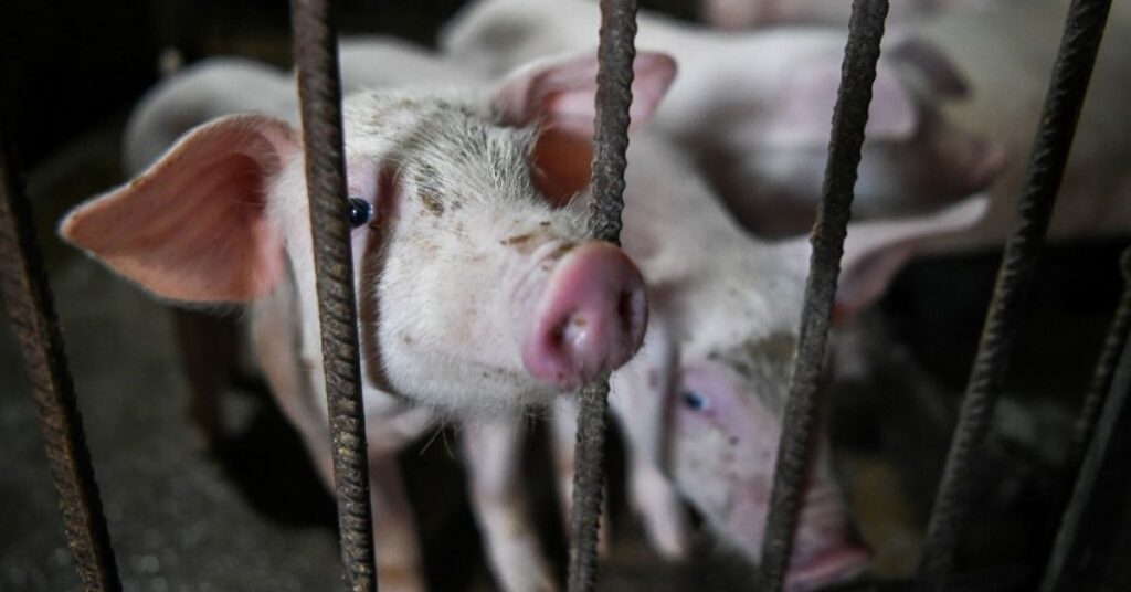 Descubren un virus de gripe porcina propicio para una nueva pandemia
