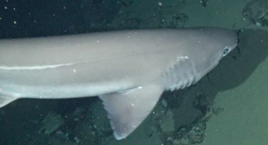Registran 2 especies de tiburones inéditas en Galápagos