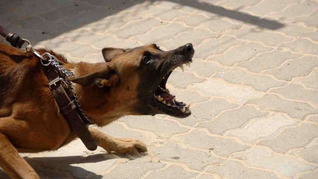 Un perro destrozó el brazo de un niño en el sur de Quito