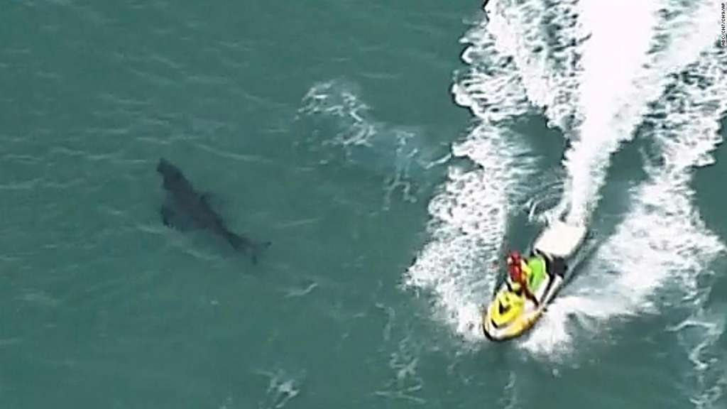 Tiburón blanco mata a surfista en Australia