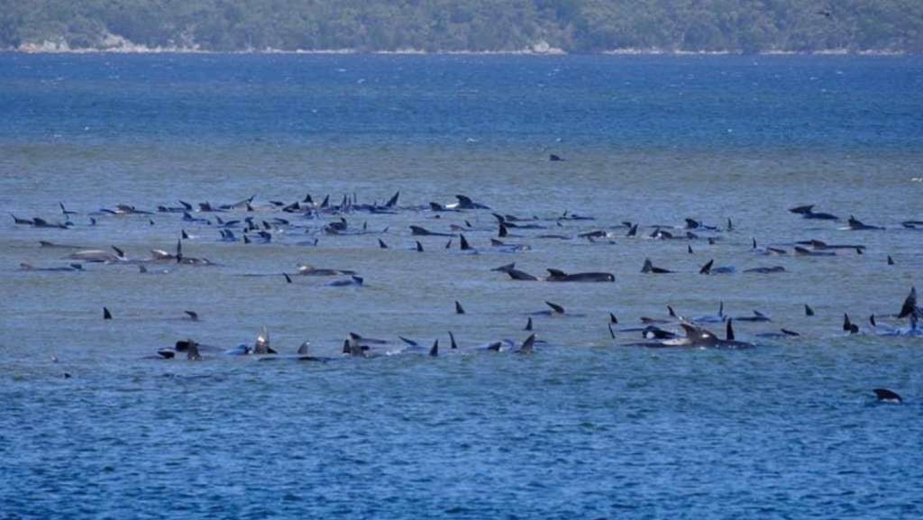 Descubren unas 275 ballenas varadas en Tasmania