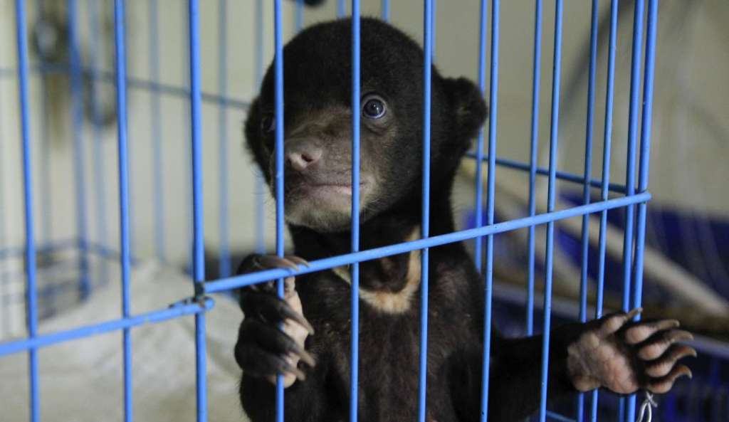 OMS pide a los países suspender la venta de mamíferos salvajes