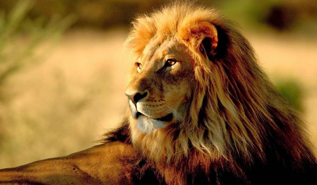 EEUU propone incluir leones africanos en lista de &quot;especies en peligro&quot;