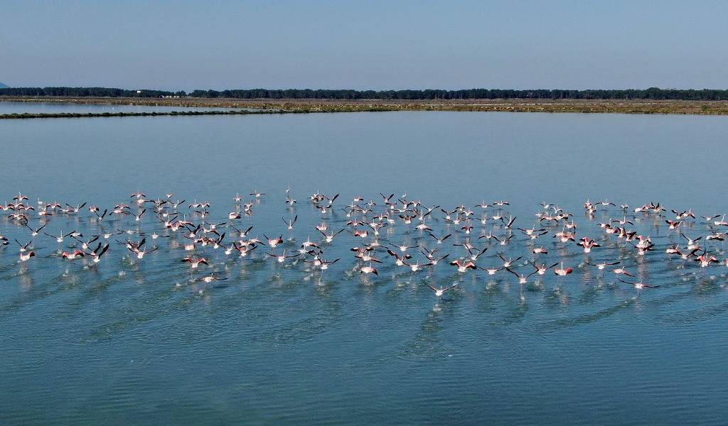 En Albania, los hombres se van y los flamencos vuelven