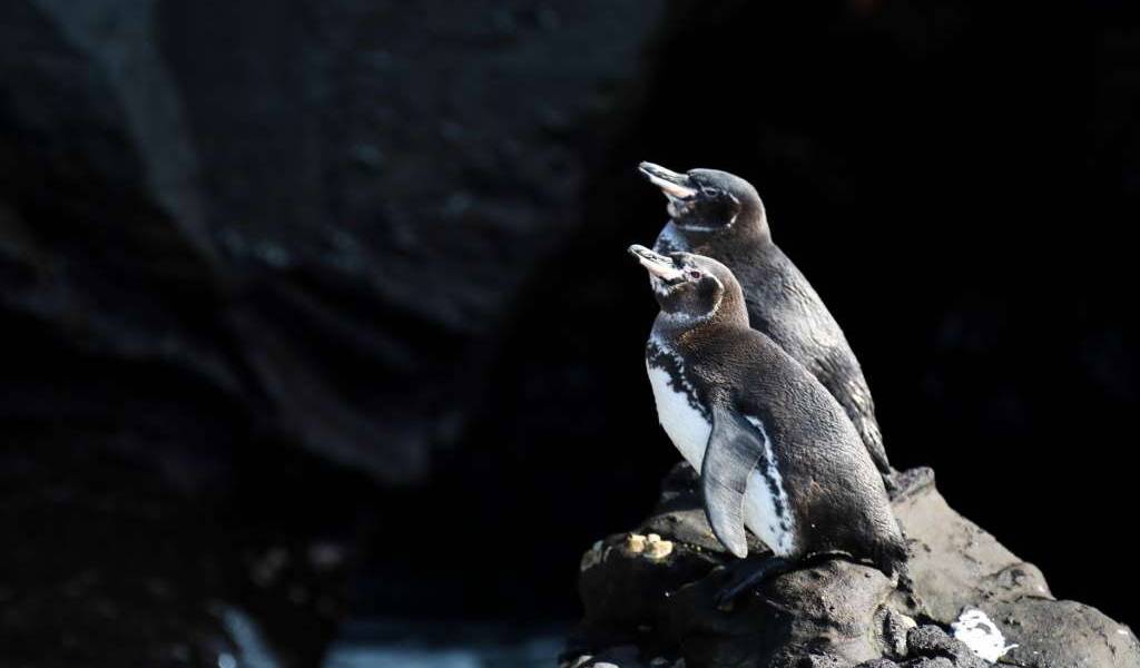 Galápagos registra cifras récord de pingüinos y cormoranes