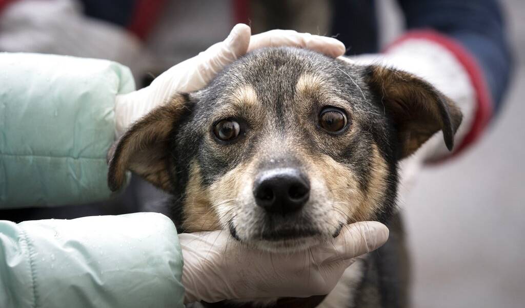 Hallan cadáveres de perros congelados en refugio de EEUU