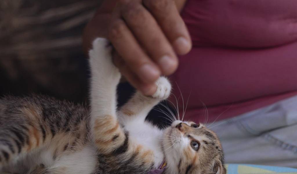 La historia de la gatita Wi Fi, rescatada de los escombros tras el terremoto