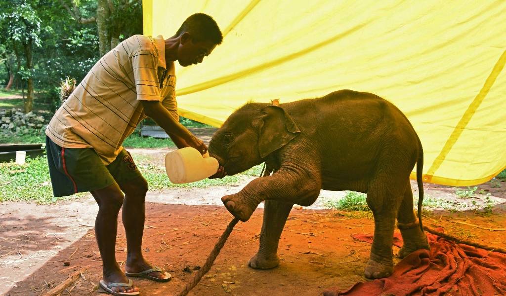 Cruel adiestramiento de elefantes para turismo