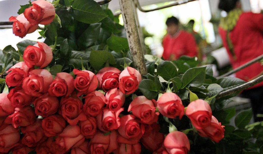 Ecuador y Colombia llevan sus flores a la mayor feria de jardinería de China
