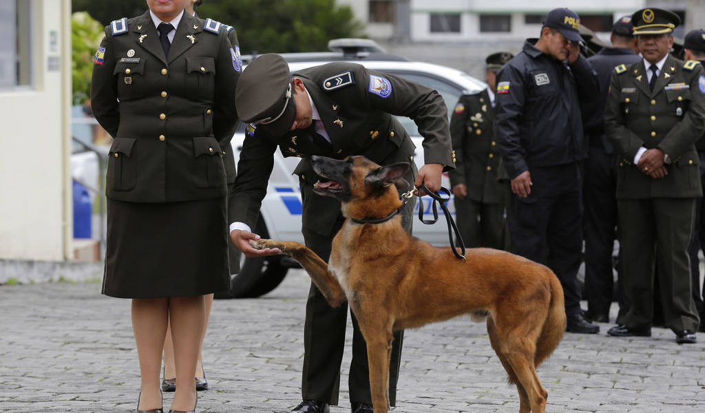 Perros policía jubilados van con nuevos dueños