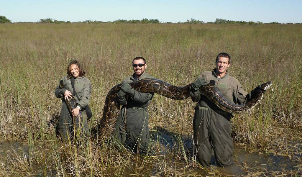 El insólito método para combatir plaga de pitones gigantes en Florida