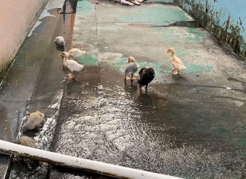Imagen de patos encontrados en la Penitenciaría del Litoral.