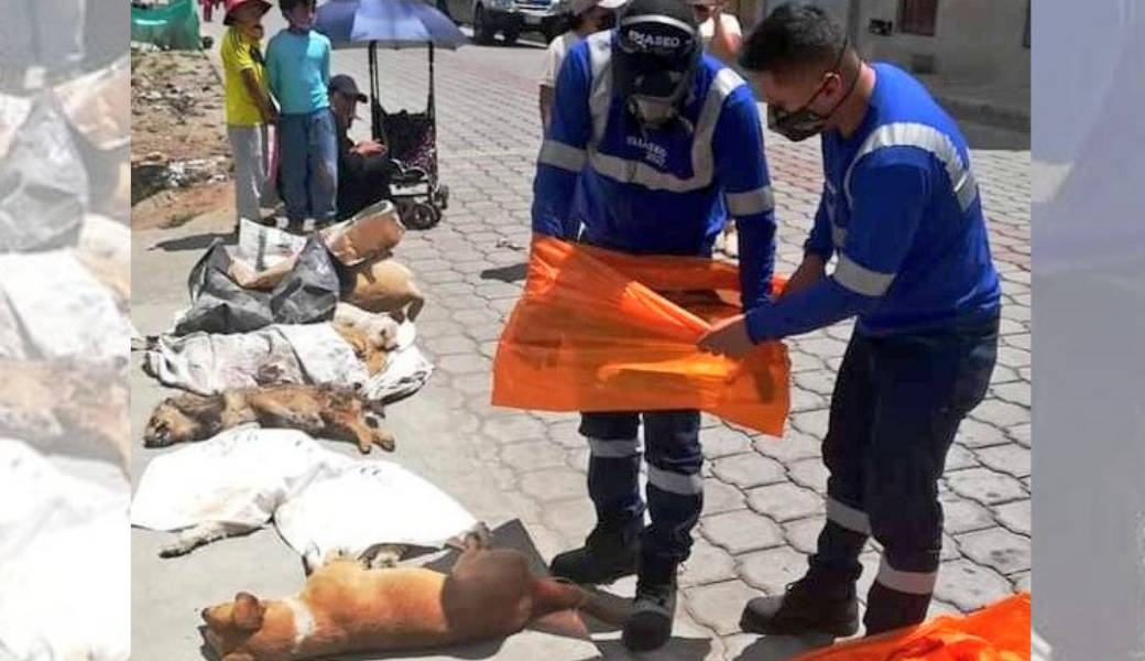 20 perros fueron envenenados en el barrio Colinas del Norte en Quito