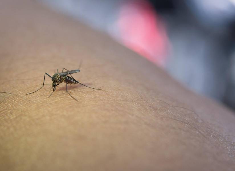 Mosquito de la especie Aedes