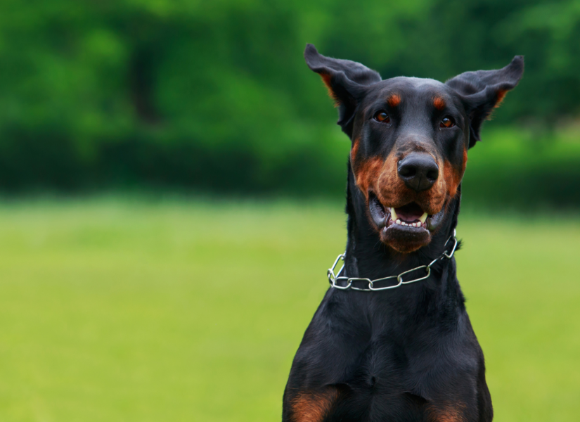 Perro raza Doberman Pinscher