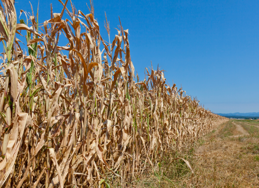 Foto referencial de la planta de maíz seco y campos de maíz seco