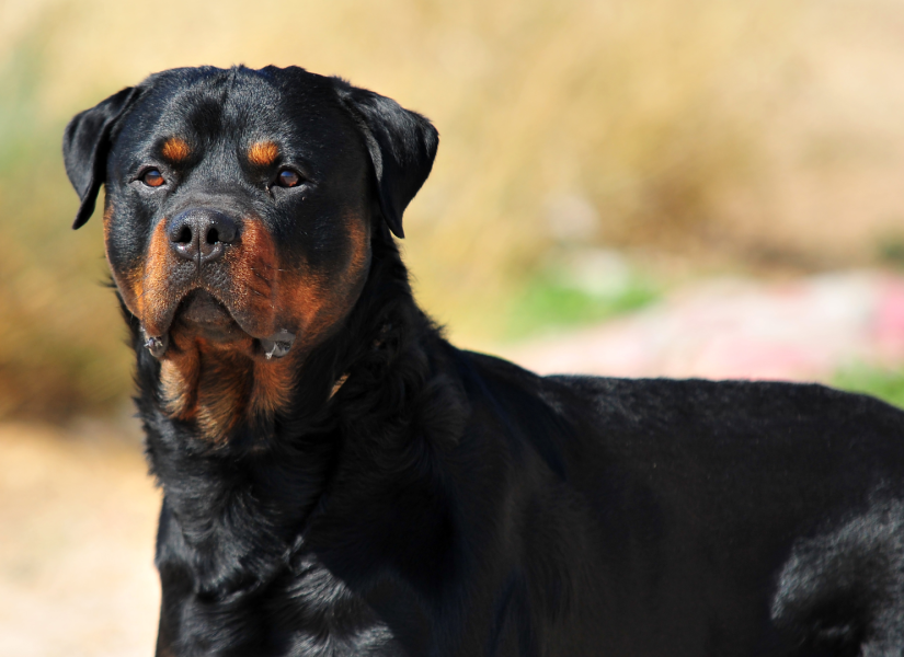 Perro raza Rottweiler