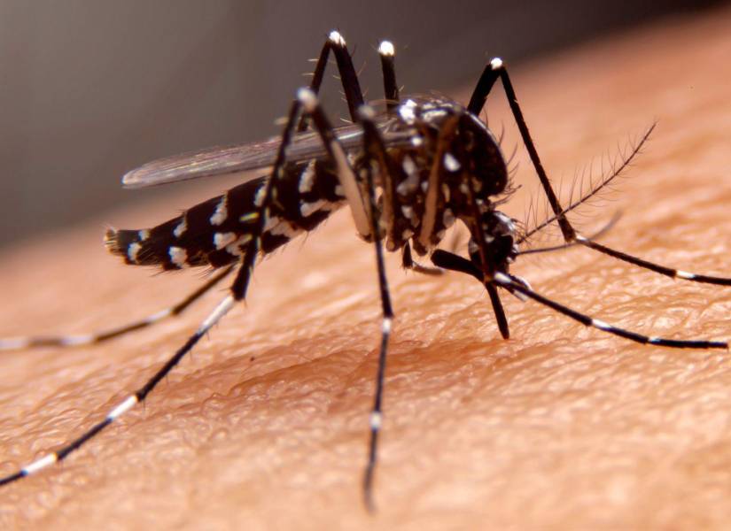 Imagen referencial de mosquito Aedes aegypti