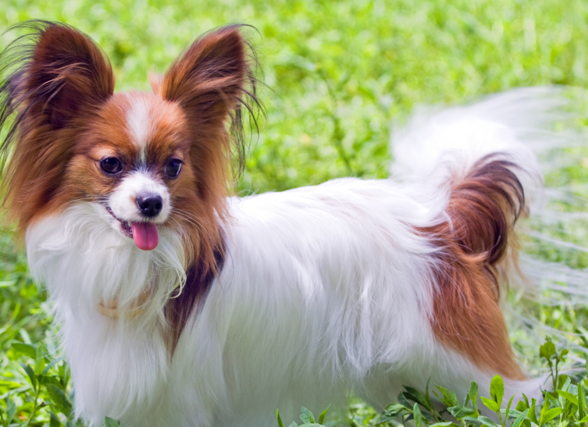 Perro raza Papillón