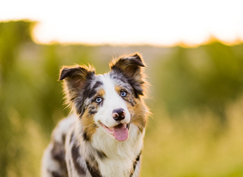 Perro raza Border Collie: