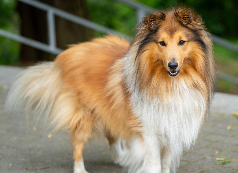 Perro raza Pastor de Shetland