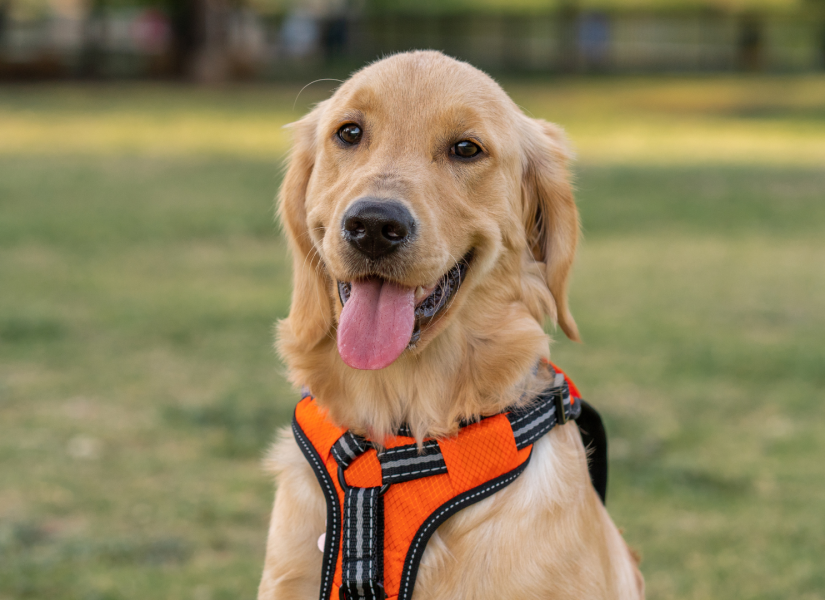 Perro raza Golden Retriever