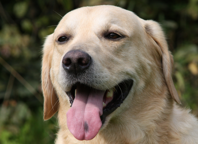 Perro raza Labrador Retriever