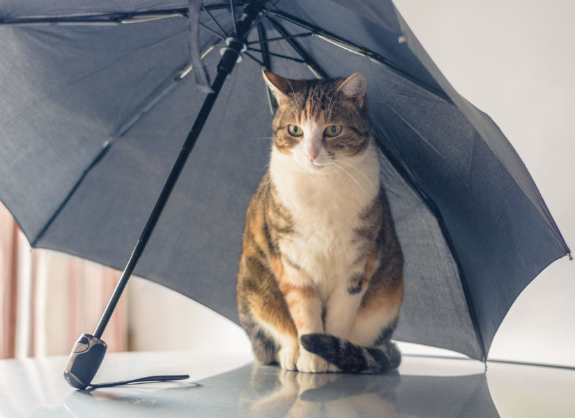 Gato cubierto con un paraguas
