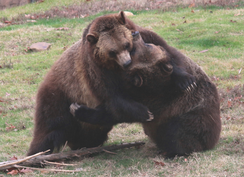 Dos osos pardos