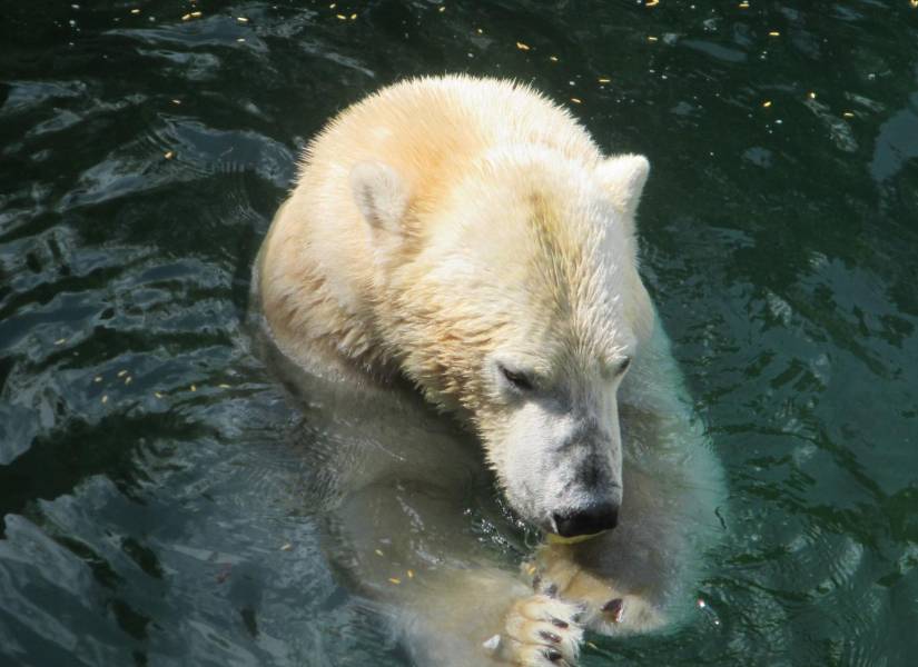 Los osos polares nadan sin encontrar pedazos de hielo
