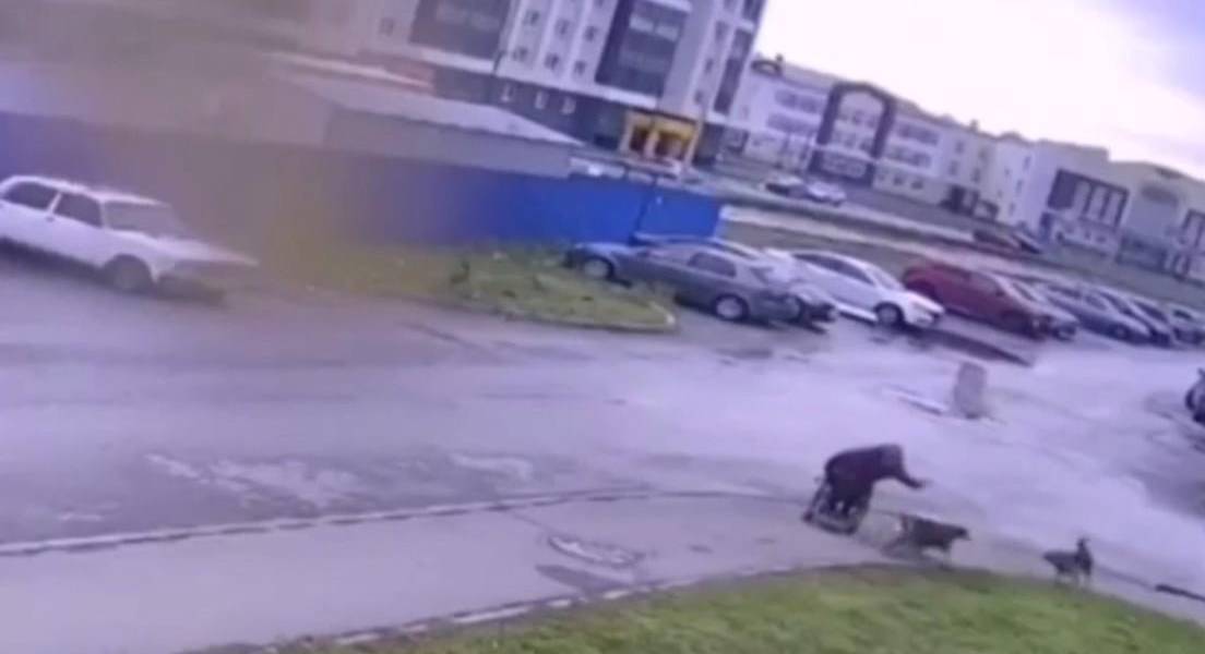 Un hombre en silla de ruedas enfrenta a varios perros callejeros para defender al suyo
