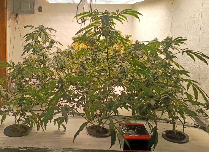 Los uniformados hallaron 52 plantas de marihuana.