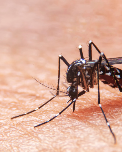 Imagen referencial del mosquito que transmite el virus de la Chikungunya.