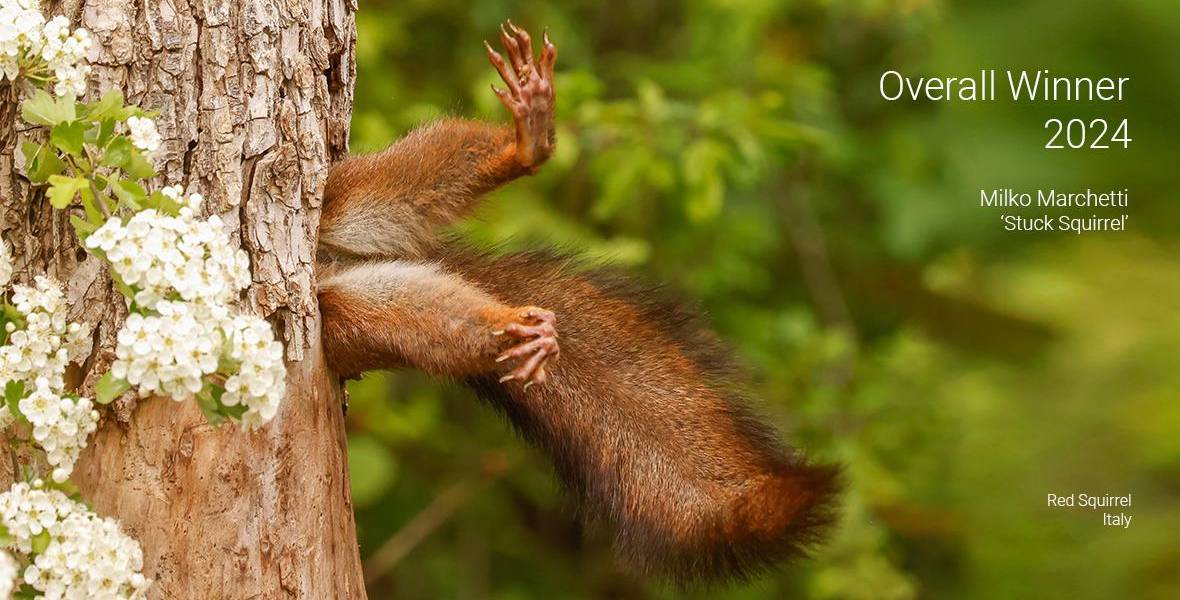 La ardilla atrapada en un árbol se corona como ganadora del Comedy Wildlife Photography Awards