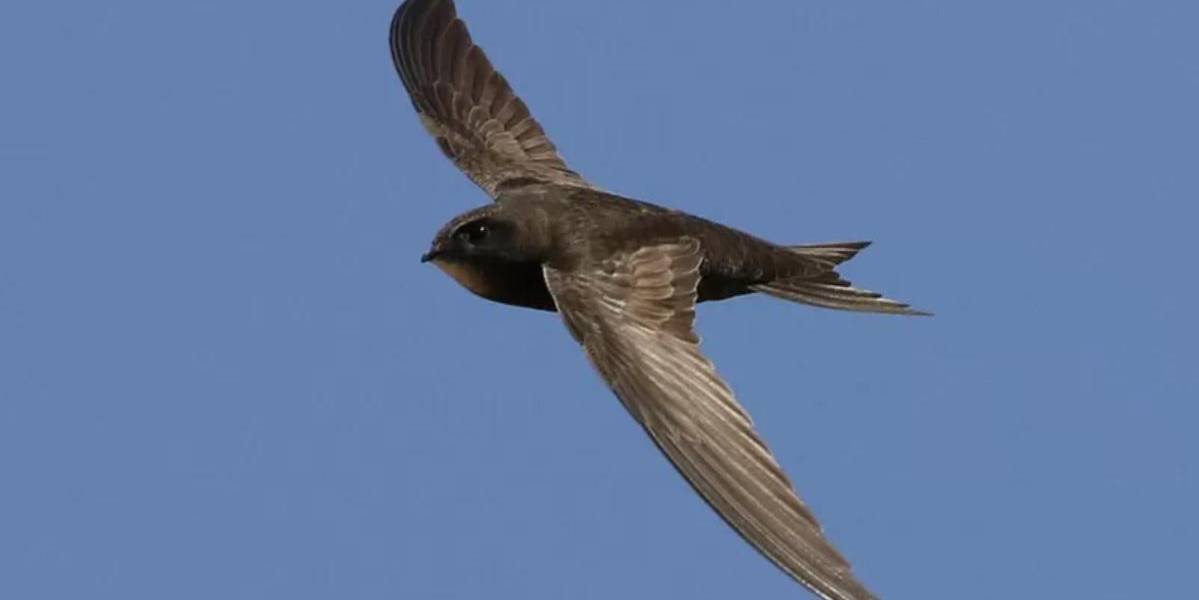 El pájaro que puede estar hasta 10 meses en el aire sin posarse