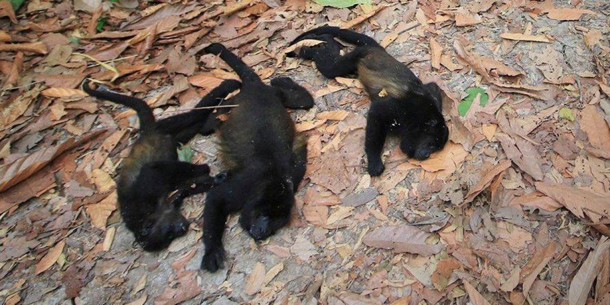 Monos aulladores mueren en México por temperaturas altas