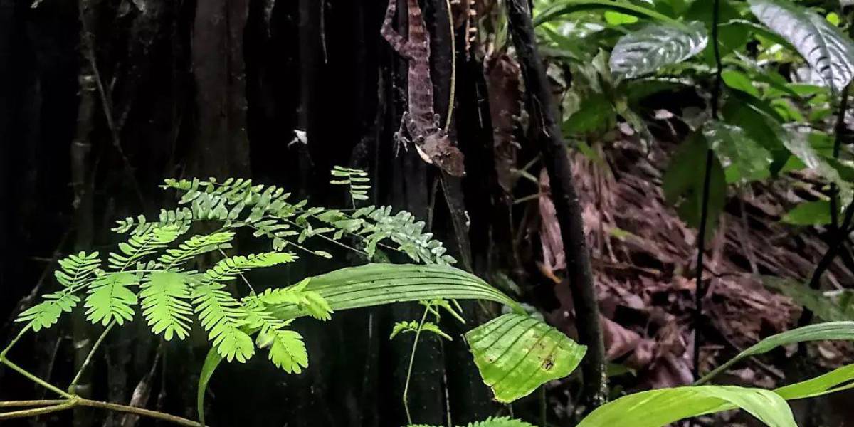 El bosque, la Perla, un tesoro natural que alberga plantas milenarias