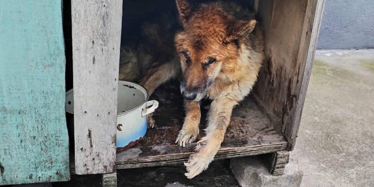 Una multa de USD 4 600 pagará un hombre por maltratar a un perro con paraplejia