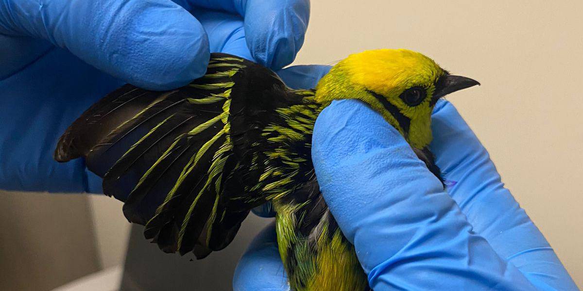 22 aves fueron rescatadas de la maleta de un extranjero que pretendía sacarlas del país desde el aeropuerto de Quito