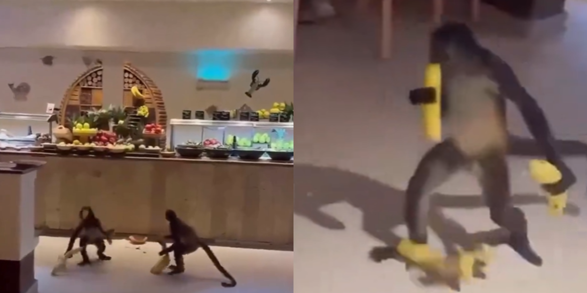 VIDEO | Monos araña irrumpen en buffet de un resort en la Rivera Maya