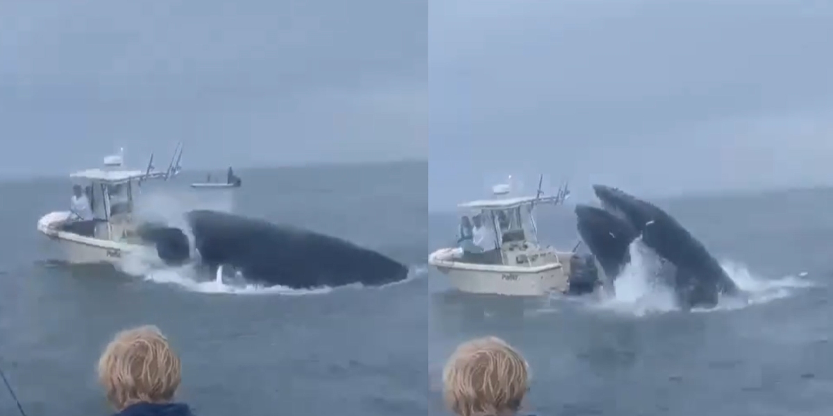Estados Unidos: Una ballena jorobada volteo un barco y lanzó ocupantes al mar