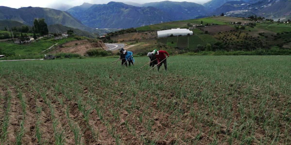 Ecuador diseña estrategia para producción agrícola sin deforestación