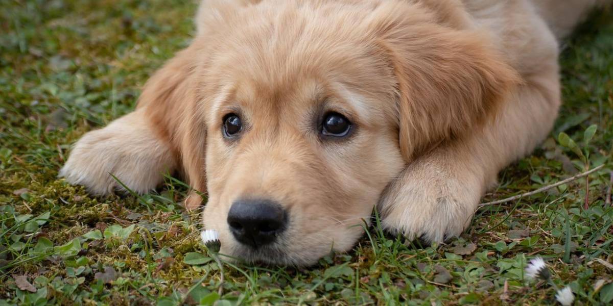 La esperanza de vida de los perros ya se puede determinar mediante un algoritmo