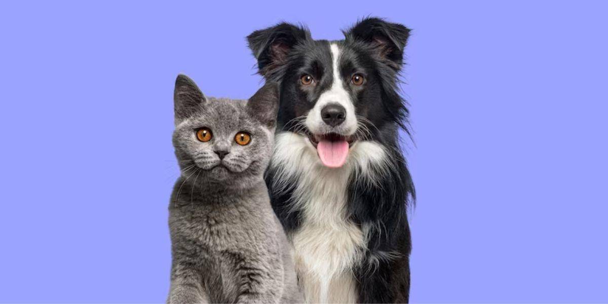 Las enfermedades venéreas en perros y gatos, ¿se pueden transmitir a humanos?