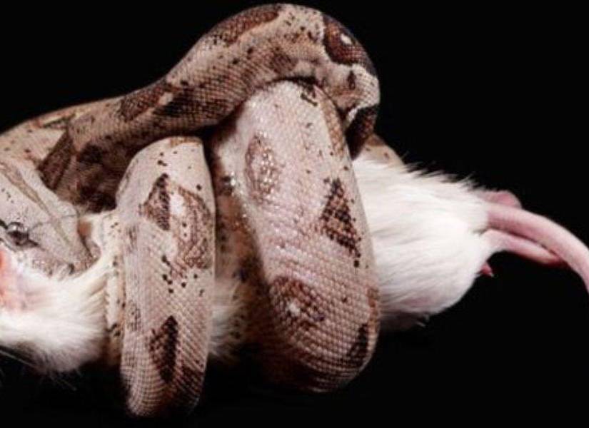 Imagen referencial de una Boa Constrictor deborando a su presa, una pequeño roedor color blanco.